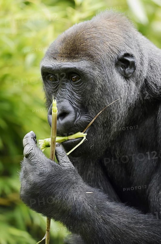 Western lowland gorilla (Gorilla gorilla gorilla), feeding female, captive, occurring in Africa