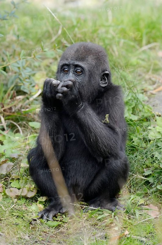 Western lowland gorilla (Gorilla gorilla gorilla), juvenile, captive, occurring in Africa