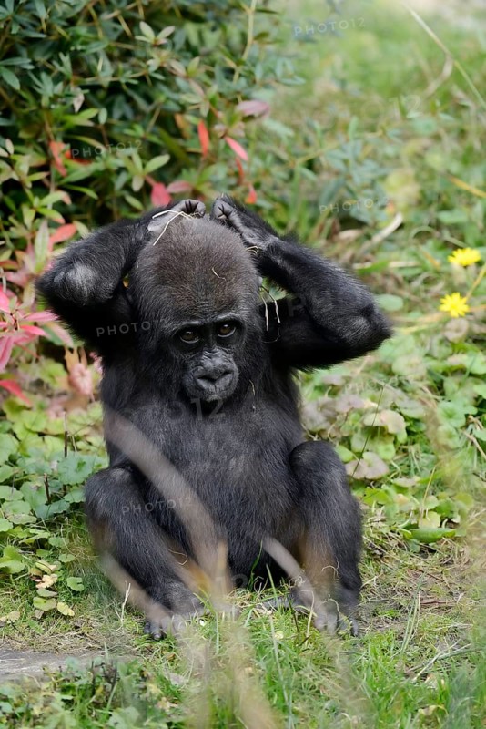 Western lowland gorilla (Gorilla gorilla gorilla), juvenile, captive, occurring in Africa