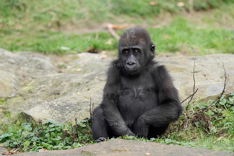 Western lowland gorilla (Gorilla gorilla gorilla), juvenile, captive, occurring in Africa