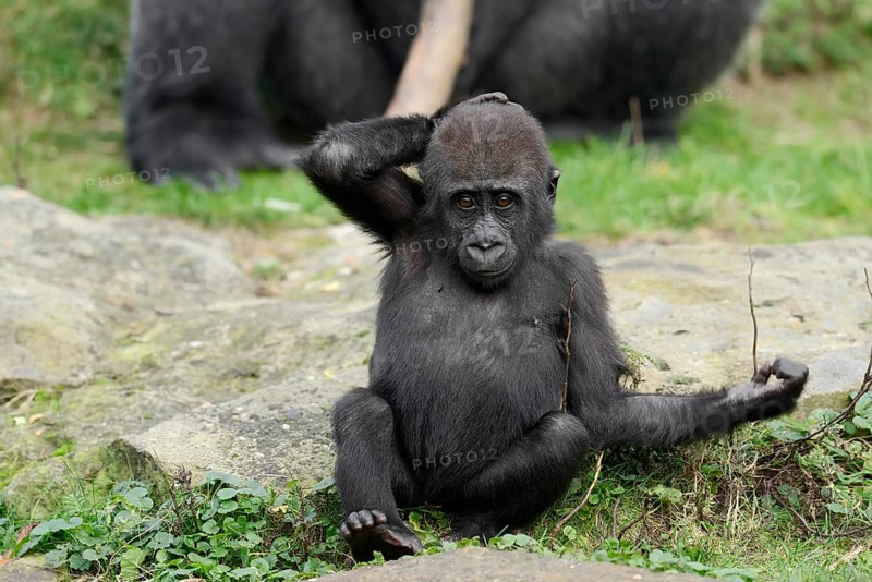 Western lowland gorilla (Gorilla gorilla gorilla), juvenile, captive, occurring in Africa