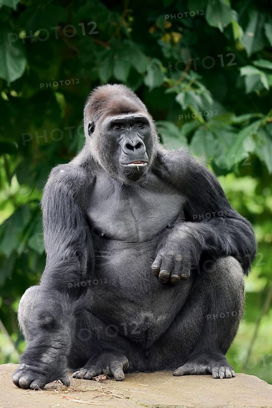 Western lowland gorilla (Gorilla gorilla gorilla), male, silverback, captive, occurring in Africa