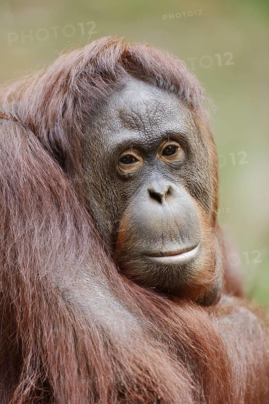 Bornean orangutan (Pongo pygmaeus), female, captive, occurring on Borneo