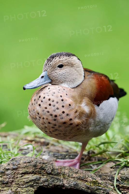 Red-shouldered duck (Callonetta leucophrys), male, North Rhine-Westphalia, Germany, captive escapee, native to South America