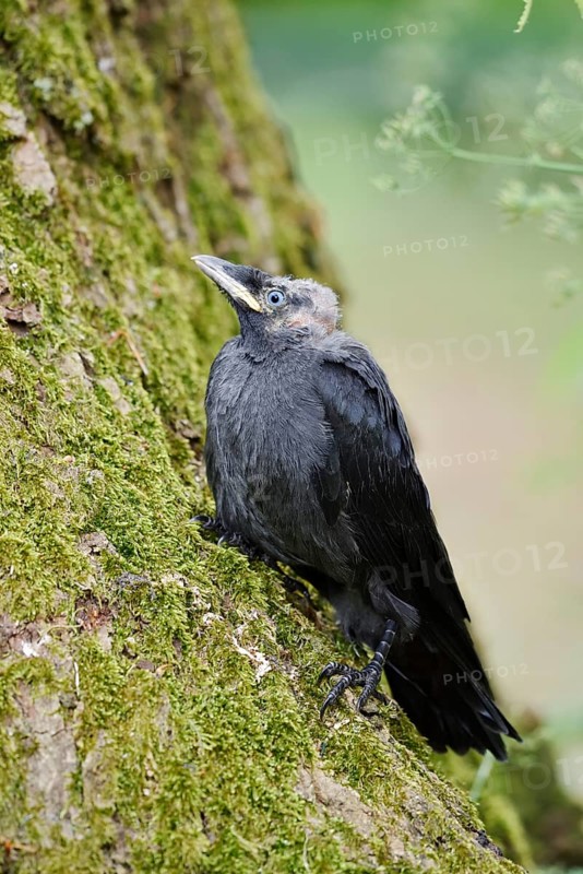 Jackdaw (Corvus monedula, Coloeus monedula), young bird, Schleswig-Holstein, Germany