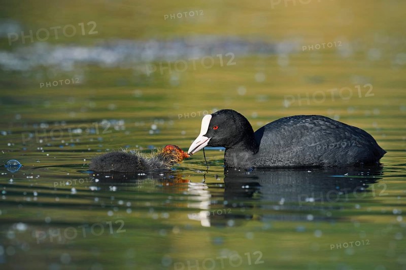 Eurasian Coot (Fulica atra) feeding chicks, North Rhine-Westphalia, Germany