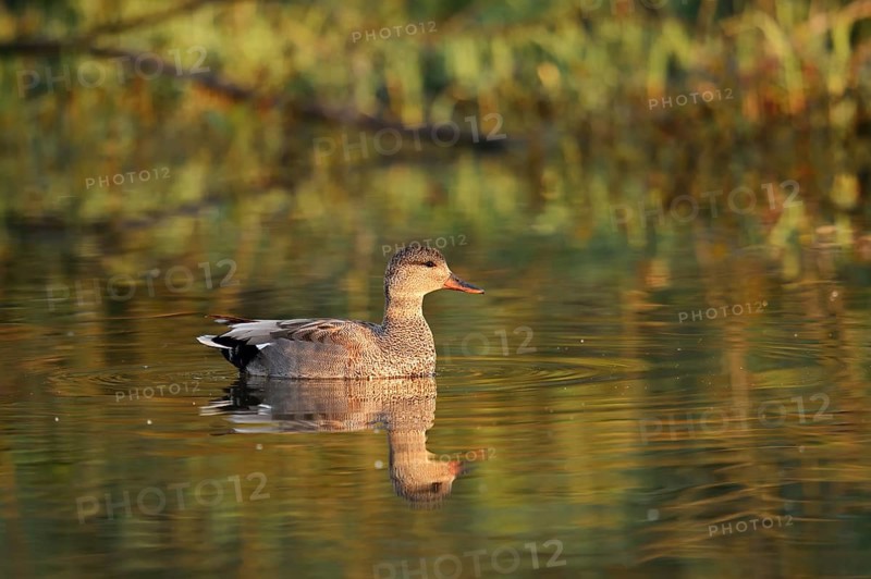 Gadwall (Mareca strepera, Anas strepera), swimming drake, North Rhine-Westphalia, Germany