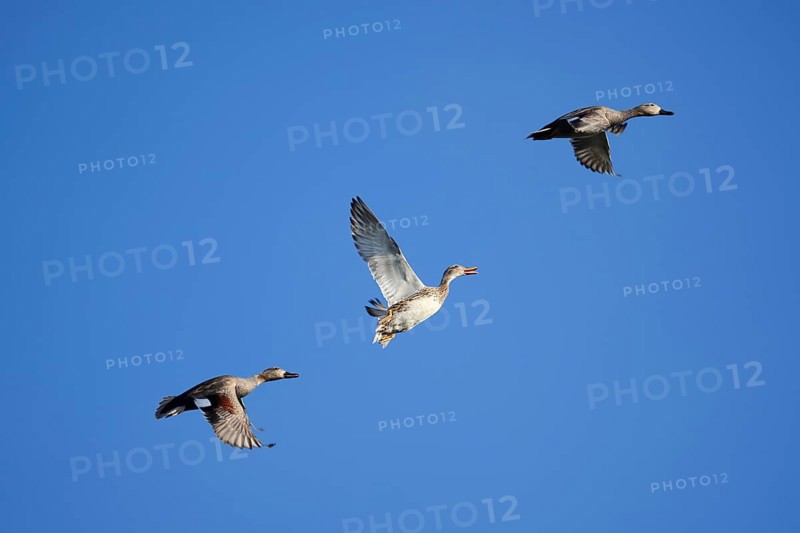 Gadwall (Mareca strepera, Anas strepera), drake and female flying, North Rhine-Westphalia, Germany