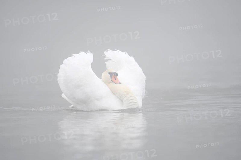 Mute swan (Cygnus olor) swimming menacingly in the morning mist, North Rhine-Westphalia, Germany