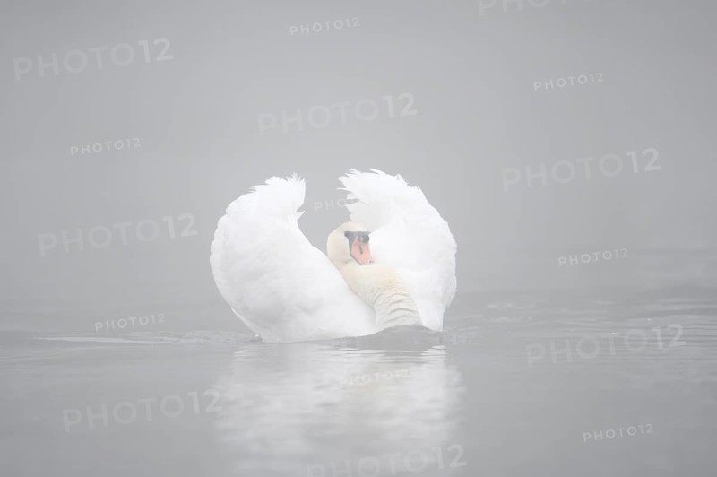Mute swan (Cygnus olor) swimming menacingly in the morning mist, North Rhine-Westphalia, Germany