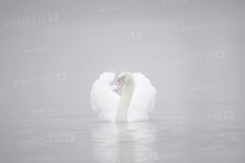 Mute swan (Cygnus olor) in the morning mist, North Rhine-Westphalia, Germany