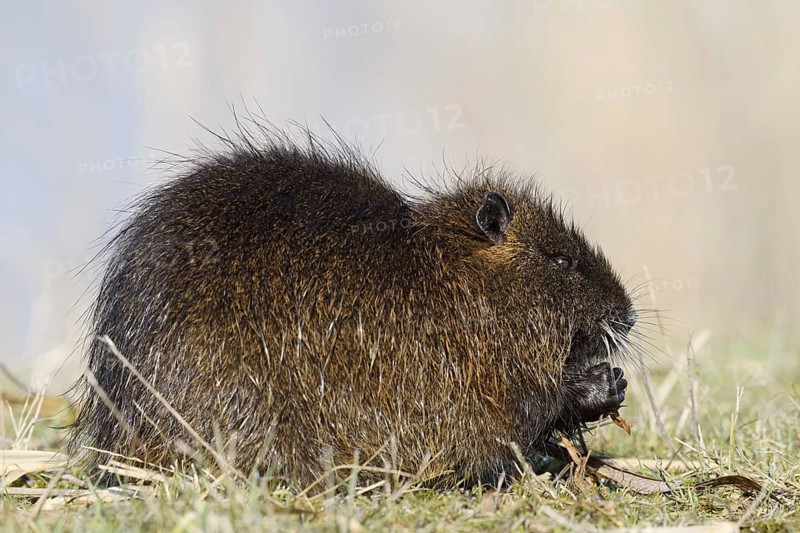 Nutria (Myocastor coypus) sits feeding on the lakeshore, neozoa in Germany, North Rhine-Westphalia, Germany