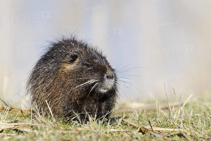 Nutria (Myocastor coypus), neozoa in Germany, North Rhine-Westphalia, Germany