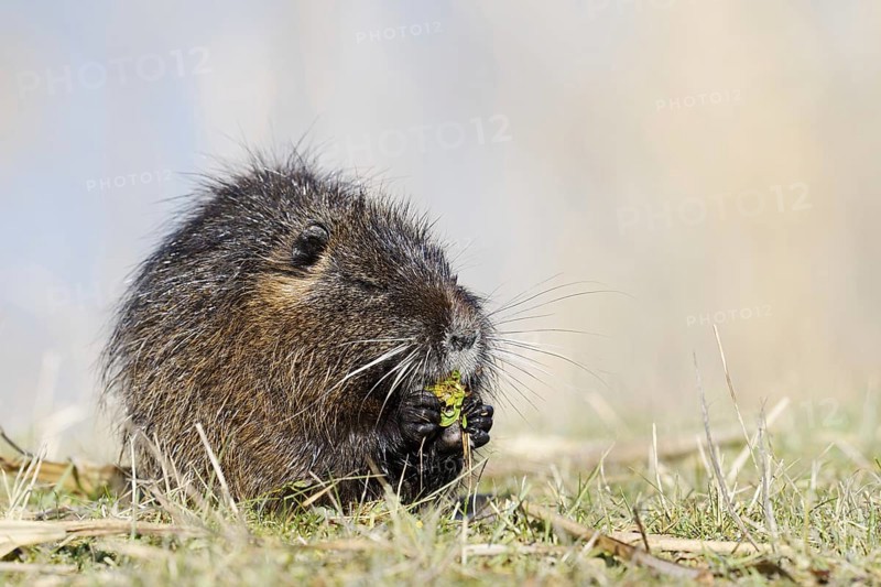 Nutria (Myocastor coypus) sits feeding on the lakeshore, neozoa in Germany, North Rhine-Westphalia, Germany