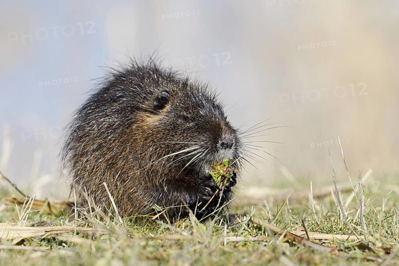 Nutria (Myocastor coypus) sits feeding on the lakeshore, neozoa in Germany, North Rhine-Westphalia, Germany