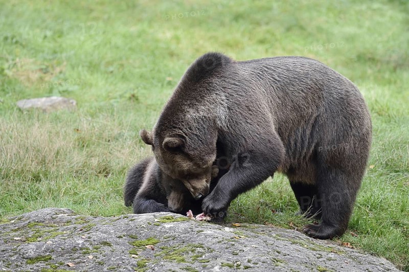 European brown bear (Ursus arctos arctos), female with young, captive, Bavarian Forest, Bavaria, Germany