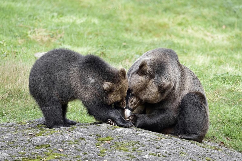 European brown bear (Ursus arctos arctos), female with young, captive, Bavarian Forest, Bavaria, Germany