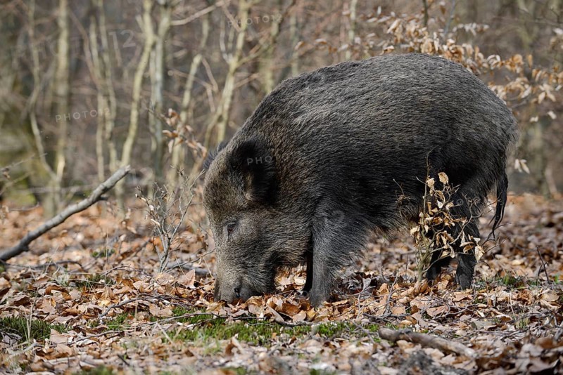 European wild boar (Sus scrofa scrofa), brook, North Rhine-Westphalia, Germany