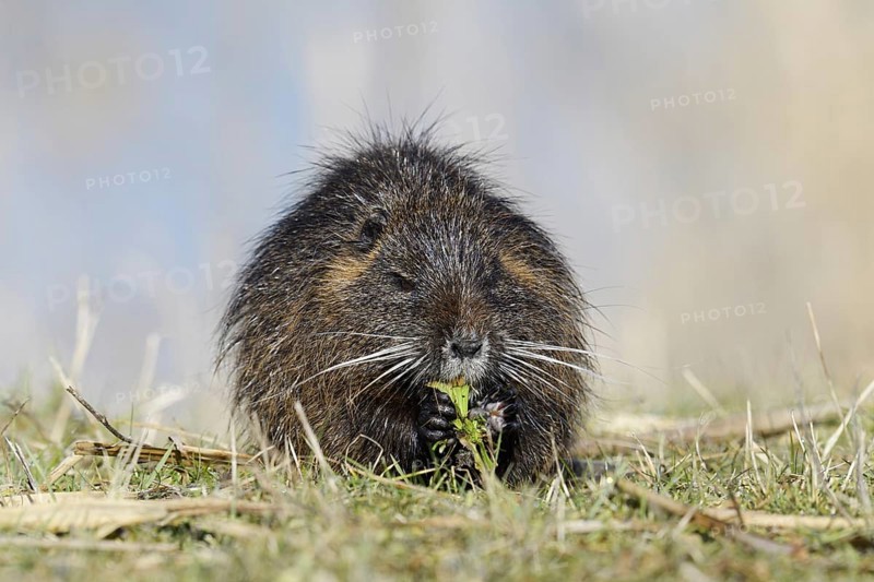 Nutria (Myocastor coypus) sits feeding on the lakeshore, neozoa in Germany, North Rhine-Westphalia, Germany