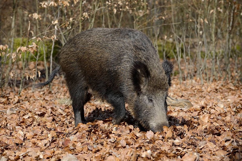 European wild boar (Sus scrofa scrofa), brook, North Rhine-Westphalia, Germany