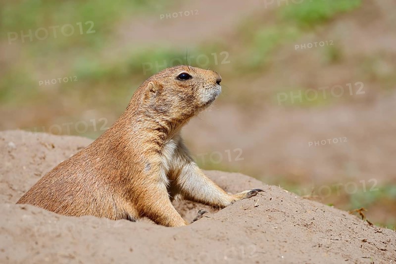 Black-tailed prairie dog (Cynomys ludovicianus) at the burrow, captive, occurrence in North America