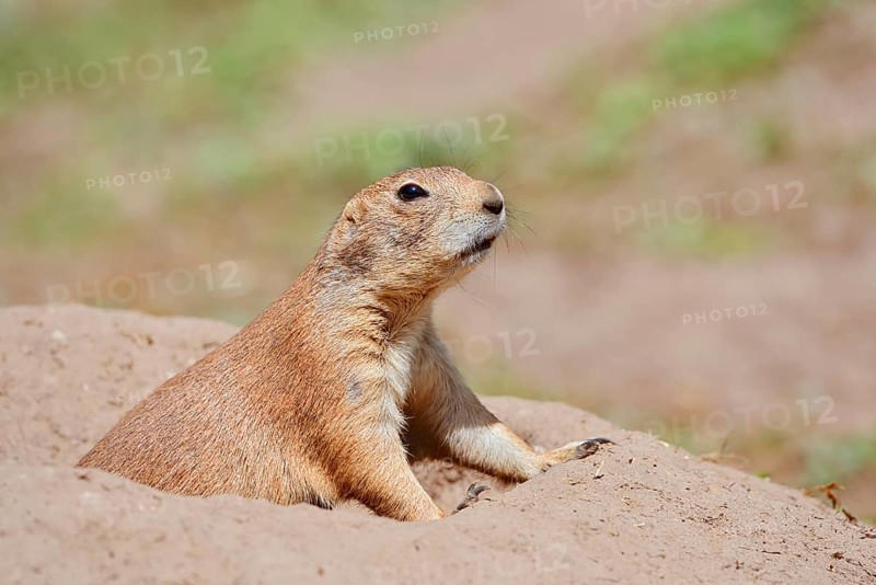 Black-tailed prairie dog (Cynomys ludovicianus) at the burrow, captive, occurrence in North America