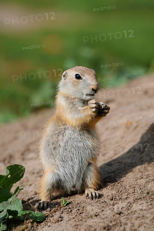 Black-tailed prairie dog (Cynomys ludovicianus), feeding juvenile, captive, occurrence in North America