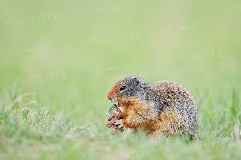 Columbia ground squirrel (Urocitellus columbianus, Spermophilus columbianus) feeding in a meadow, Jasper National Park, Alberta, Canada