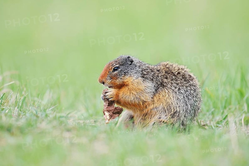 Columbia ground squirrel (Urocitellus columbianus, Spermophilus columbianus) feeding in a meadow, Jasper National Park, Alberta, Canada