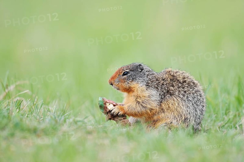 Columbia ground squirrel (Urocitellus columbianus, Spermophilus columbianus) feeding in a meadow, Jasper National Park, Alberta, Canada