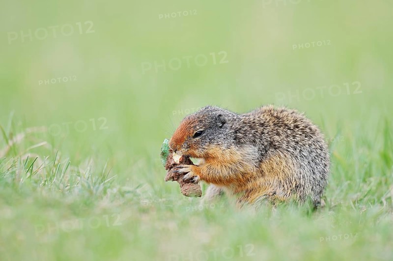 Columbia ground squirrel (Urocitellus columbianus, Spermophilus columbianus) feeding in a meadow, Jasper National Park, Alberta, Canada