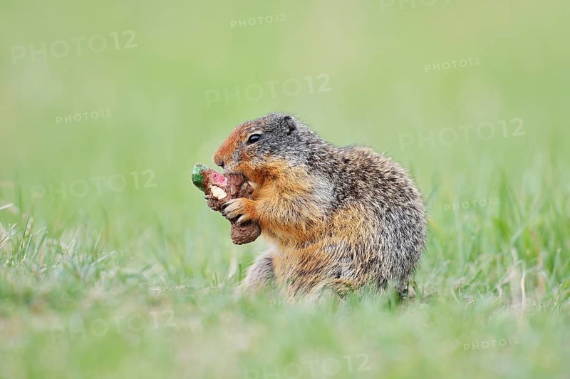 Columbia ground squirrel (Urocitellus columbianus, Spermophilus columbianus) feeding in a meadow, Jasper National Park, Alberta, Canada