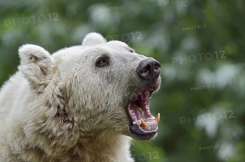 Syrian brown bear (Ursus arctos syriacus), portrait, occurrence in the Caucasus, captive, Germany