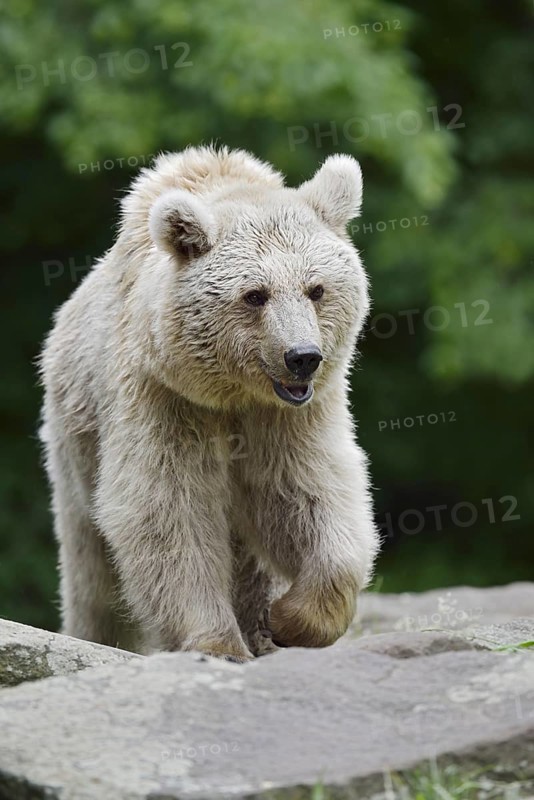 Syrian brown bear (Ursus arctos syriacus), occurring in the Caucasus, captive, Germany
