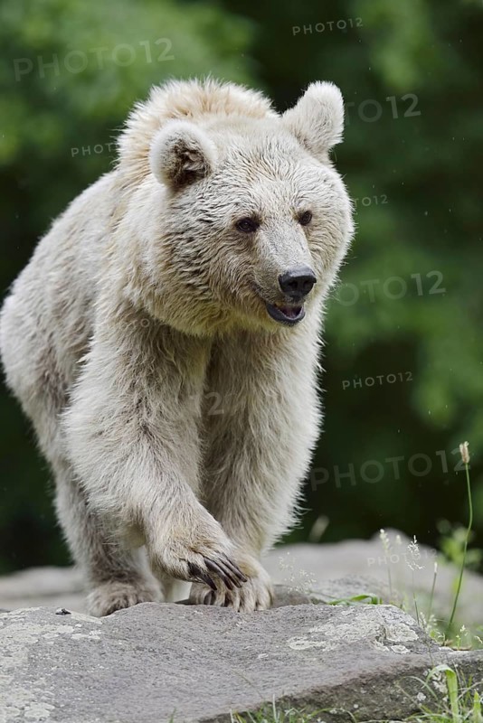 Syrian brown bear (Ursus arctos syriacus), occurring in the Caucasus, captive, Germany