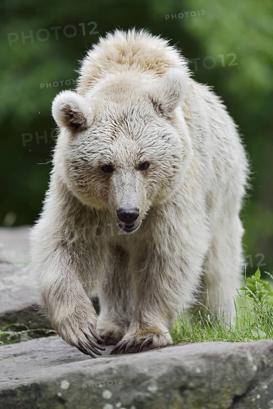 Syrian brown bear (Ursus arctos syriacus), occurring in the Caucasus, captive, Germany