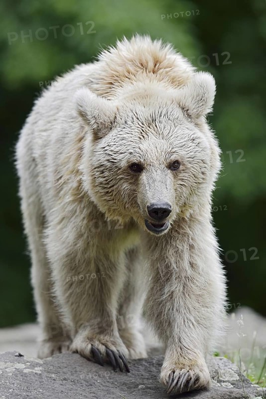 Syrian brown bear (Ursus arctos syriacus), occurring in the Caucasus, captive, Germany