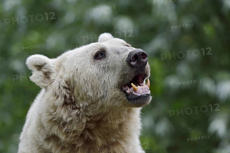 Syrian brown bear (Ursus arctos syriacus), portrait, occurrence in the Caucasus, captive, Germany