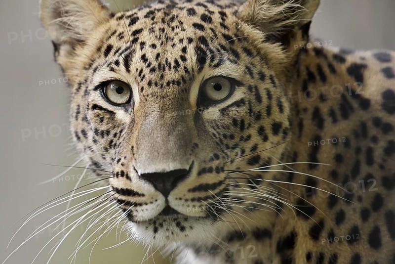 Persian leopard (Panthera pardus saxicolor), portrait, captive, occurring in Asia