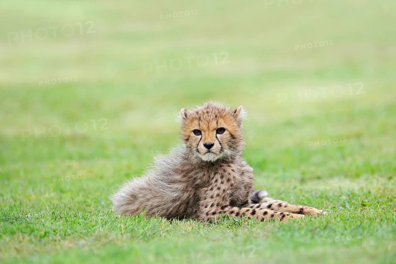 Cheetah (Acinonyx jubatus), young animal lying in a meadow, occurrence in Africa