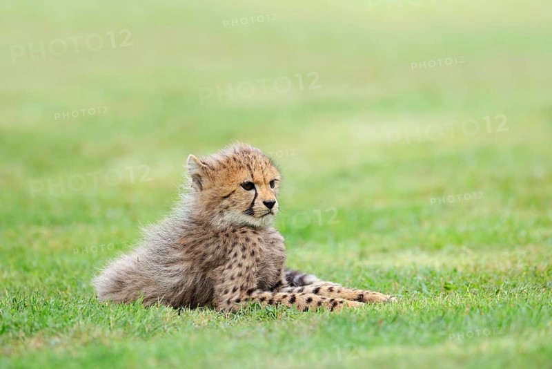 Cheetah (Acinonyx jubatus), young animal lying in a meadow, occurrence in Africa