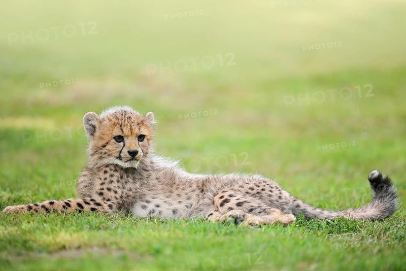 Cheetah (Acinonyx jubatus), young animal lying in a meadow, occurrence in Africa