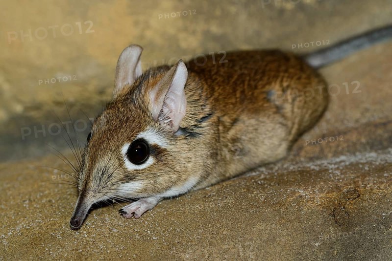 Rufous elephant shrew (Galegeeska rufescens, Elephantulus rufescens), captive, occurring in East Africa