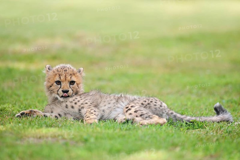 Cheetah (Acinonyx jubatus), young animal lying in a meadow, occurrence in Africa