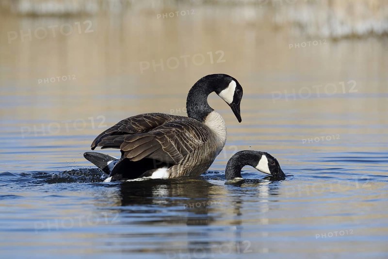 Canada goose (Branta canadensis), pair copulating, North Rhine-Westphalia, Germany