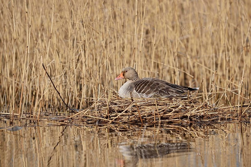 Greylag goose (Anser anser) sitting brooding on the nest, North Rhine-Westphalia, Germany