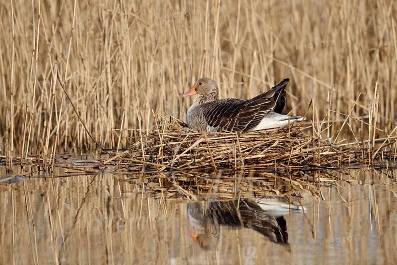 Greylag goose (Anser anser) sitting brooding on the nest, North Rhine-Westphalia, Germany