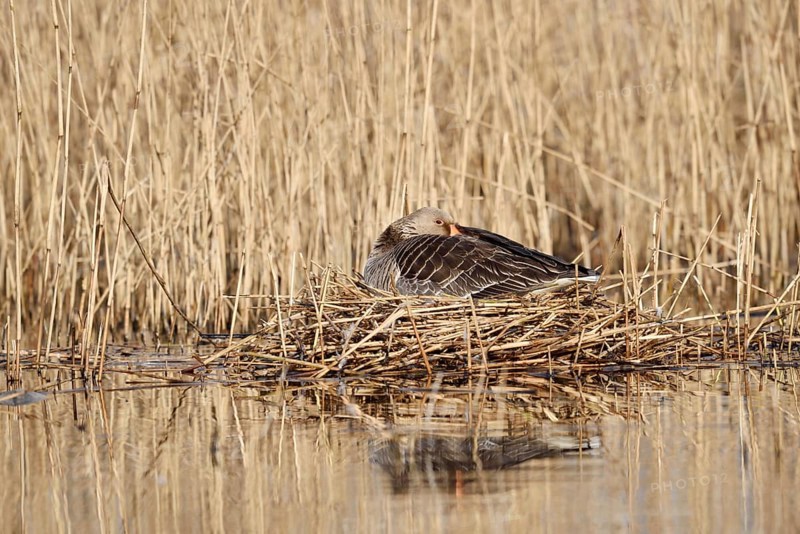 Greylag goose (Anser anser) sitting brooding on the nest, North Rhine-Westphalia, Germany