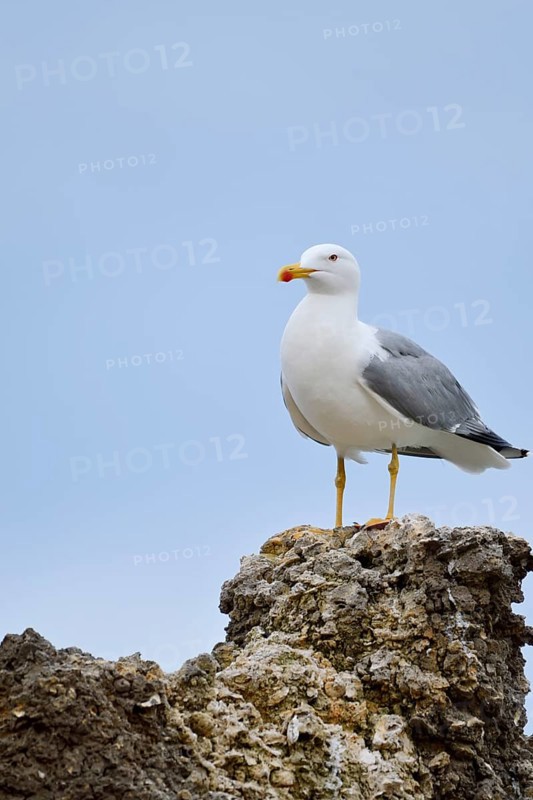 Mediterranean Gull (Larus michahellis) standing on a stone, Algarve, Portugal
