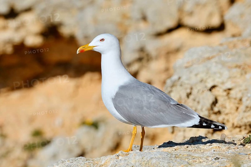 Mediterranean Gull (Larus michahellis) standing on a rock, Algarve, Portugal